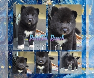 Siberian Husky Puppy for sale in FORT PLAIN, NY, USA