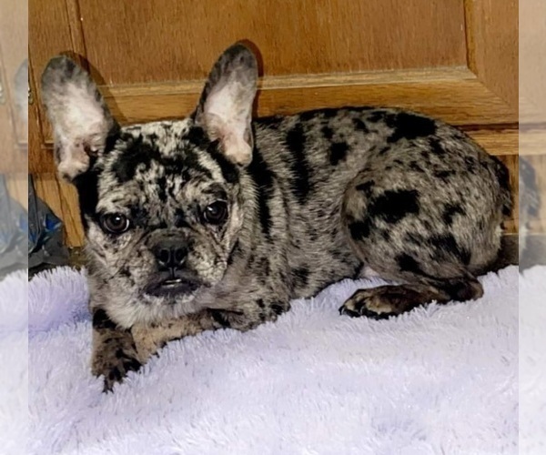 Medium Photo #5 French Bulldog Puppy For Sale in SANDY HOOK, KY, USA