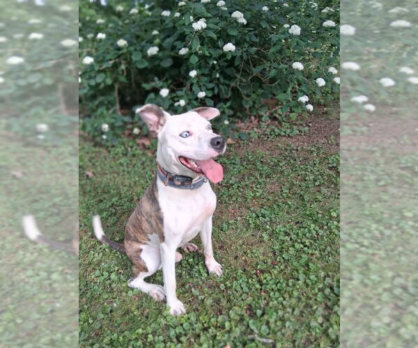 Medium Photo #1 American Pit Bull Terrier-Unknown Mix Puppy For Sale in Germantown, OH, USA
