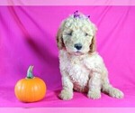 Small Photo #8 Goldendoodle Puppy For Sale in PAULINE, SC, USA