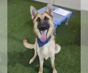 German Shepherd Dog Dogs for adoption in San Antonio, TX, USA