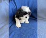 Small #6 Shih Tzu