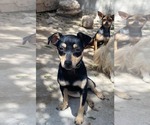 Small #4 Chiweenie