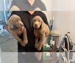 Small Photo #2 Labrador Retriever Puppy For Sale in DES MOINES, IA, USA