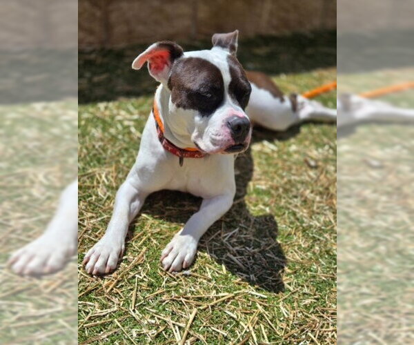 Medium Photo #3 American Pit Bull Terrier Puppy For Sale in Derwood, MD, USA