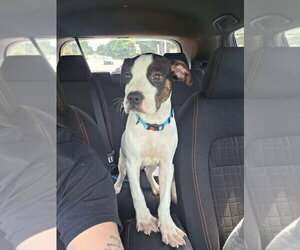 American Staffordshire Terrier-Staffordshire Bull Terrier Mix Dogs for adoption in Holly Springs, NC, USA