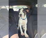 Small American Staffordshire Terrier-Staffordshire Bull Terrier Mix