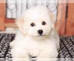Small Photo #4 Bichpoo Puppy For Sale in NAPLES, FL, USA