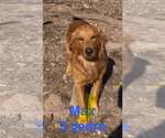Small #5 Golden Retriever