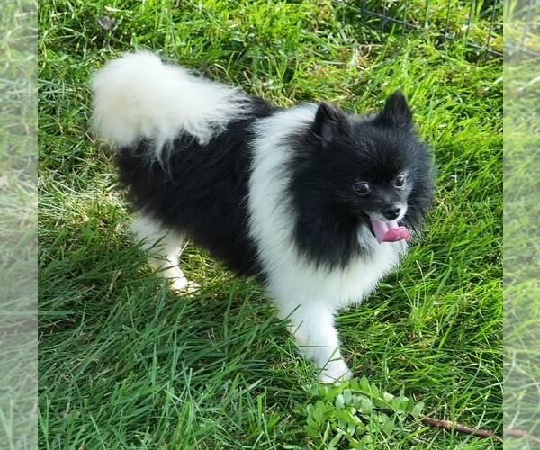 Medium Photo #1 Pomeranian Puppy For Sale in ROCK VALLEY, IA, USA