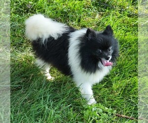 Mother of the Pomeranian puppies born on 06/13/2025