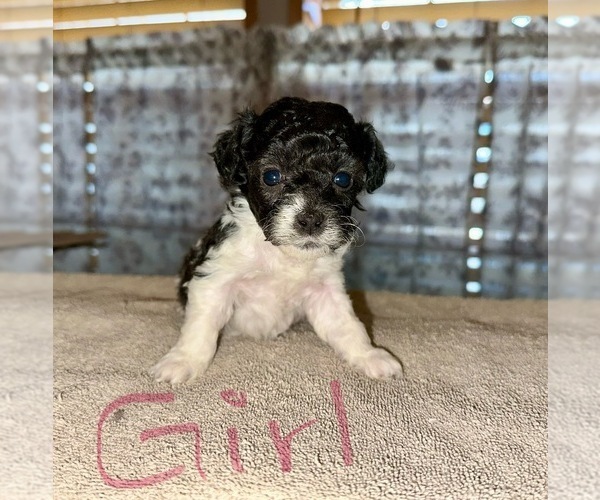 Medium Photo #1 Poodle (Toy) Puppy For Sale in LOOGOOTEE, IN, USA