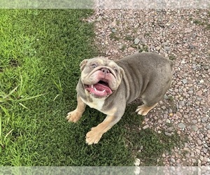 Mother of the Bulldog puppies born on 05/02/2026