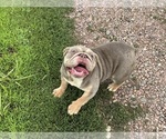 Small Photo #1 Bulldog Puppy For Sale in HINTON, IA, USA