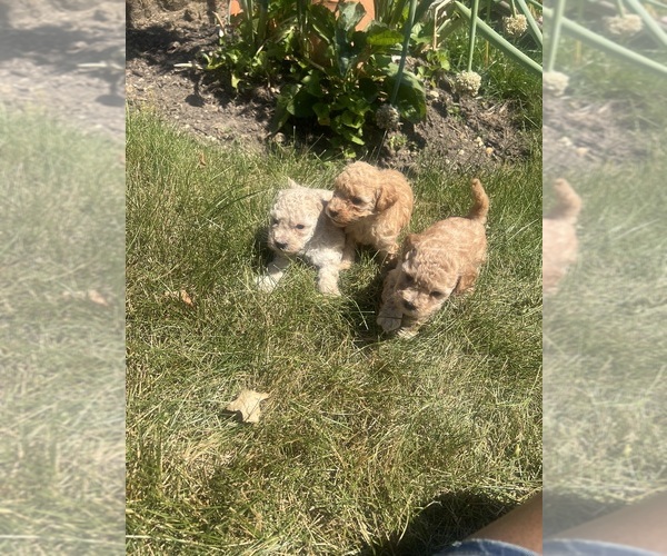 Medium Photo #7 Poodle (Toy) Puppy For Sale in FORESTVILLE, MD, USA