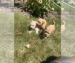 Small #6 Poodle (Toy)