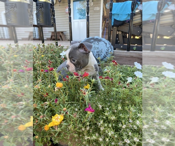 Medium Photo #4 Faux Frenchbo Bulldog Puppy For Sale in FREDONIA, KS, USA
