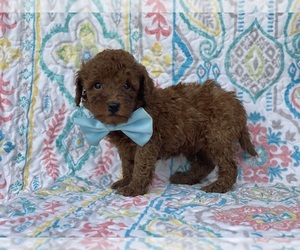 Poodle (Toy) Puppy for sale in LANCASTER, PA, USA