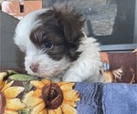 Small Photo #2 Havanese Puppy For Sale in OTWAY, OH, USA
