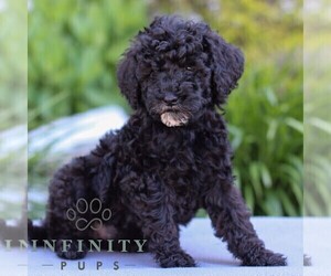 Poodle (Miniature) Puppy for sale in LITITZ, PA, USA