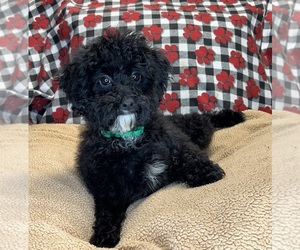 Poodle (Miniature) Puppy for sale in DUNDEE, OH, USA