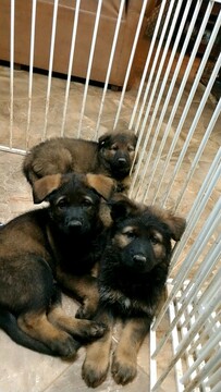 Medium Photo #12 German Shepherd Dog Puppy For Sale in MC DONOUGH, GA, USA