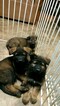 Small Photo #12 German Shepherd Dog Puppy For Sale in MC DONOUGH, GA, USA