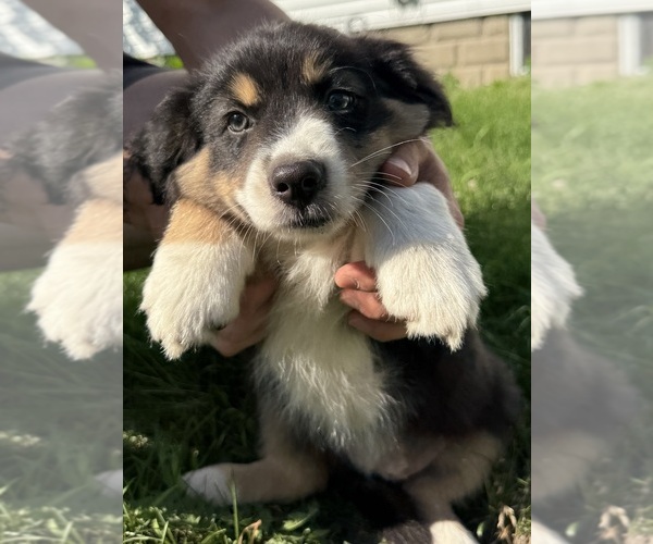 Medium Photo #13 Australian Shepherd Puppy For Sale in CHESTERFIELD TOWNSHIP, MI, USA