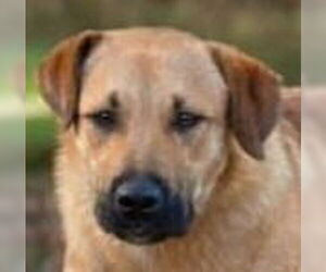 Great Pyrenees-Unknown Mix Dogs for adoption in Canton, CT, USA