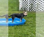 Small #8 Mutt