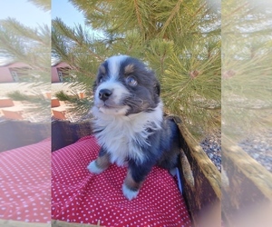 Miniature Australian Shepherd Puppy for sale in CANON CITY, CO, USA