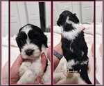 Small Photo #7 Springerdoodle Puppy For Sale in FORT SCOTT, KS, USA