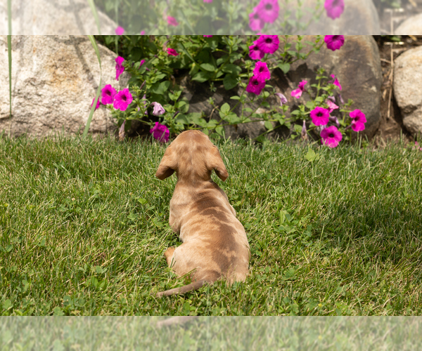 Medium Photo #6 Dachshund Puppy For Sale in MILLERSBURG, IN, USA