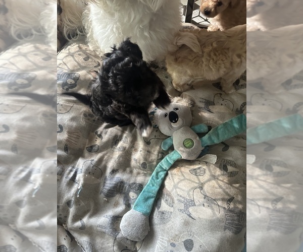Medium Photo #10 Maltipoo Puppy For Sale in RICHWOOD, LA, USA