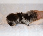 Small #11 Shih Tzu