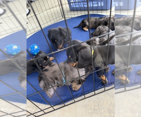 Medium Photo #1 Dachshund Puppy For Sale in HATBORO, PA, USA