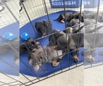 Small Dachshund