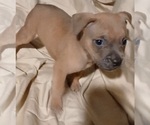Puppy Goldie American Bully