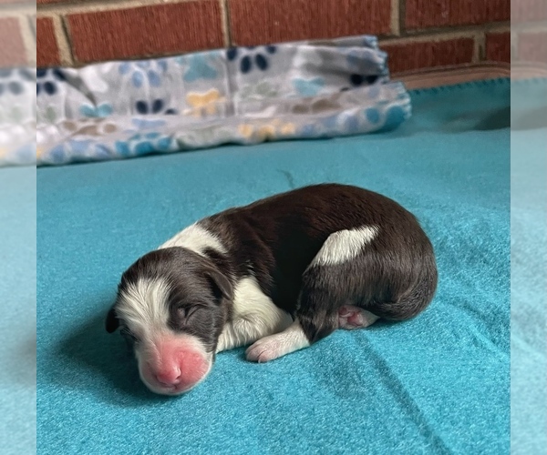 Medium Photo #2 Border Collie-Papillon Mix Puppy For Sale in CULPEPER, VA, USA