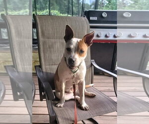 JoJo - Female American Staffordshire Terrier-Red Heeler Mix Dog for Adoption - Photo #8