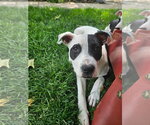 Small #44 American Pit Bull Terrier