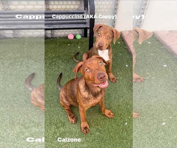 Medium Photo #2 American Staffordshire Terrier-Vizsla Mix Puppy For Sale in Cave Creek, AZ, USA