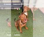 Small #1 American Staffordshire Terrier-Vizsla Mix