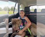 Small #8 American Pit Bull Terrier Mix