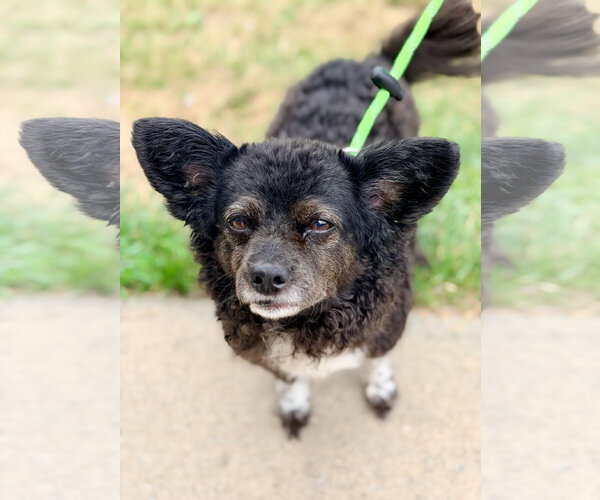 Medium Photo #2 Pomeranian-Unknown Mix Puppy For Sale in Manahawkin, NJ, USA