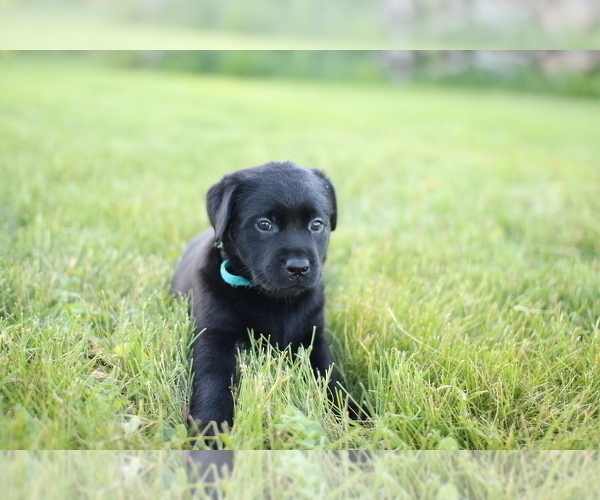 Medium Photo #2 Labrador Retriever Puppy For Sale in FRYTOWN, IA, USA