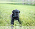 Small Photo #2 Labrador Retriever Puppy For Sale in FRYTOWN, IA, USA