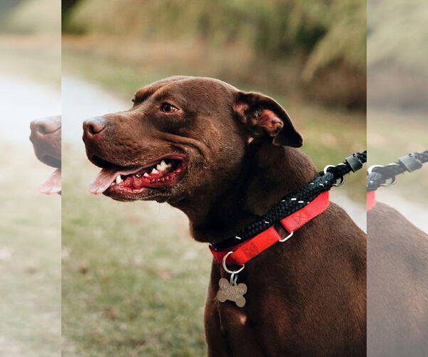 Medium Photo #19 American Staffordshire Terrier-Labrador Retriever Mix Puppy For Sale in Holly Springs, NC, USA