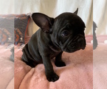 Small Photo #17 French Bulldog Puppy For Sale in CHARLESTON, SC, USA
