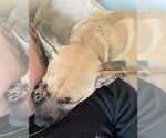 Small #3 Chihuahua Mix